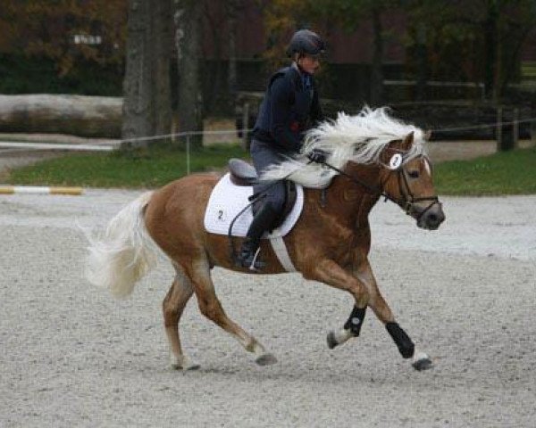 stallion Maitre (Haflinger, 2008, from Maestro)