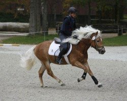 Deckhengst Maitre (Haflinger, 2008, von Maestro)