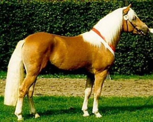 stallion Maestro (Haflinger, 1994, from Mithras)
