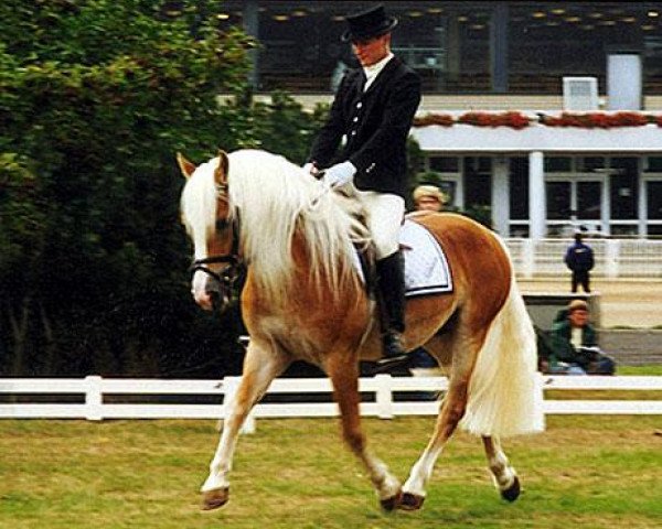 stallion Adonis (Haflinger, 1995, from Alhi Vital)