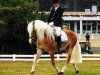 stallion Adonis (Haflinger, 1995, from Alhi Vital)