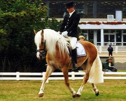 stallion Adonis (Haflinger, 1995, from Alhi Vital)