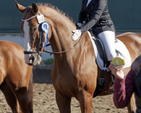 dressage horse Anthony 70 (Oldenburg, 2000, from Anrit)