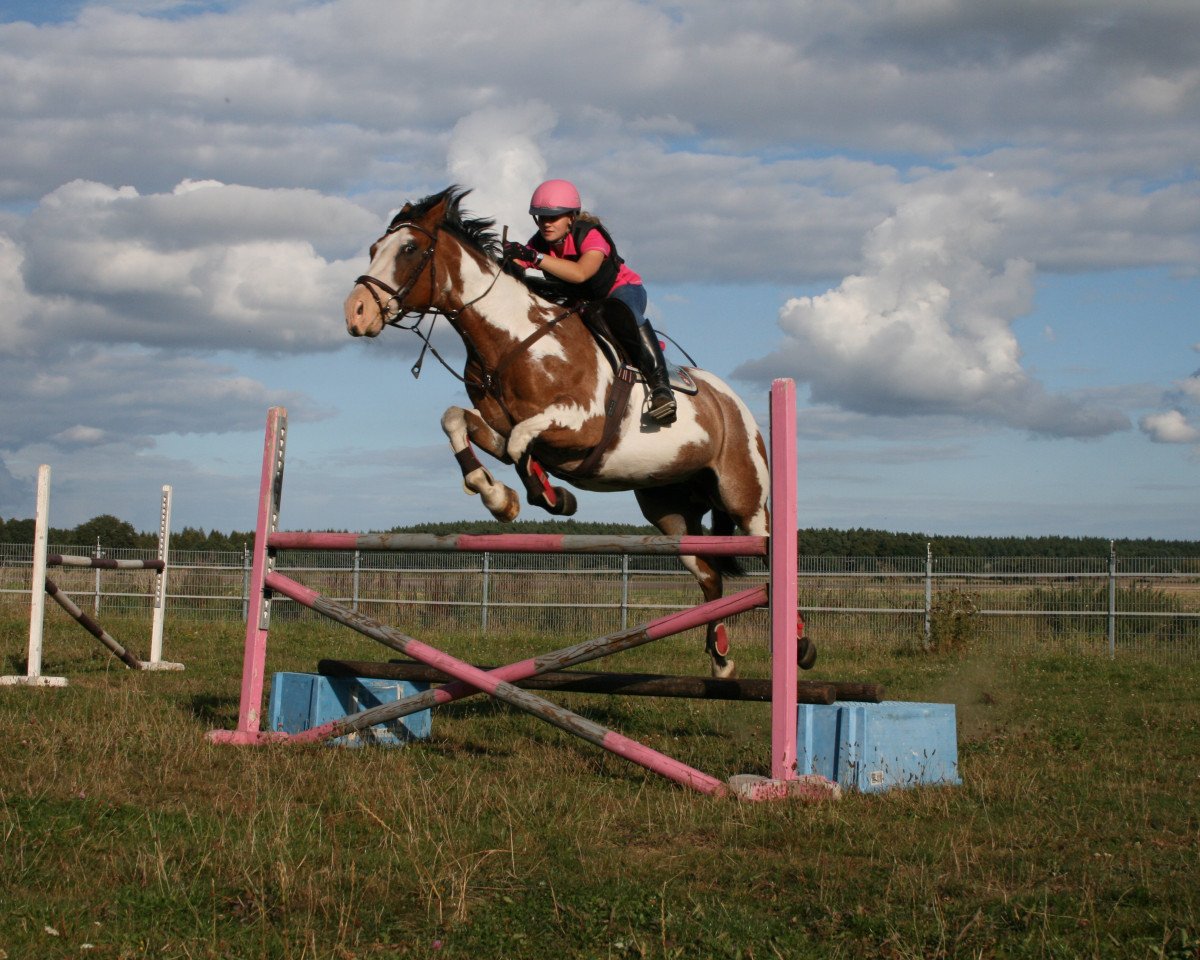 Springpferd Mister Twister (Pinto/Hunter, 2004, von King's Dreamdancer)