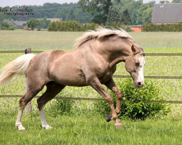 stallion Guerrouane (Arab-Berber, 1995)