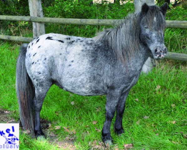 broodmare Punkty (Appaloosa, 2009)