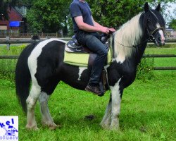 broodmare Tivoli (Tinker / Irish Cob / Gypsy Vanner, 2008)