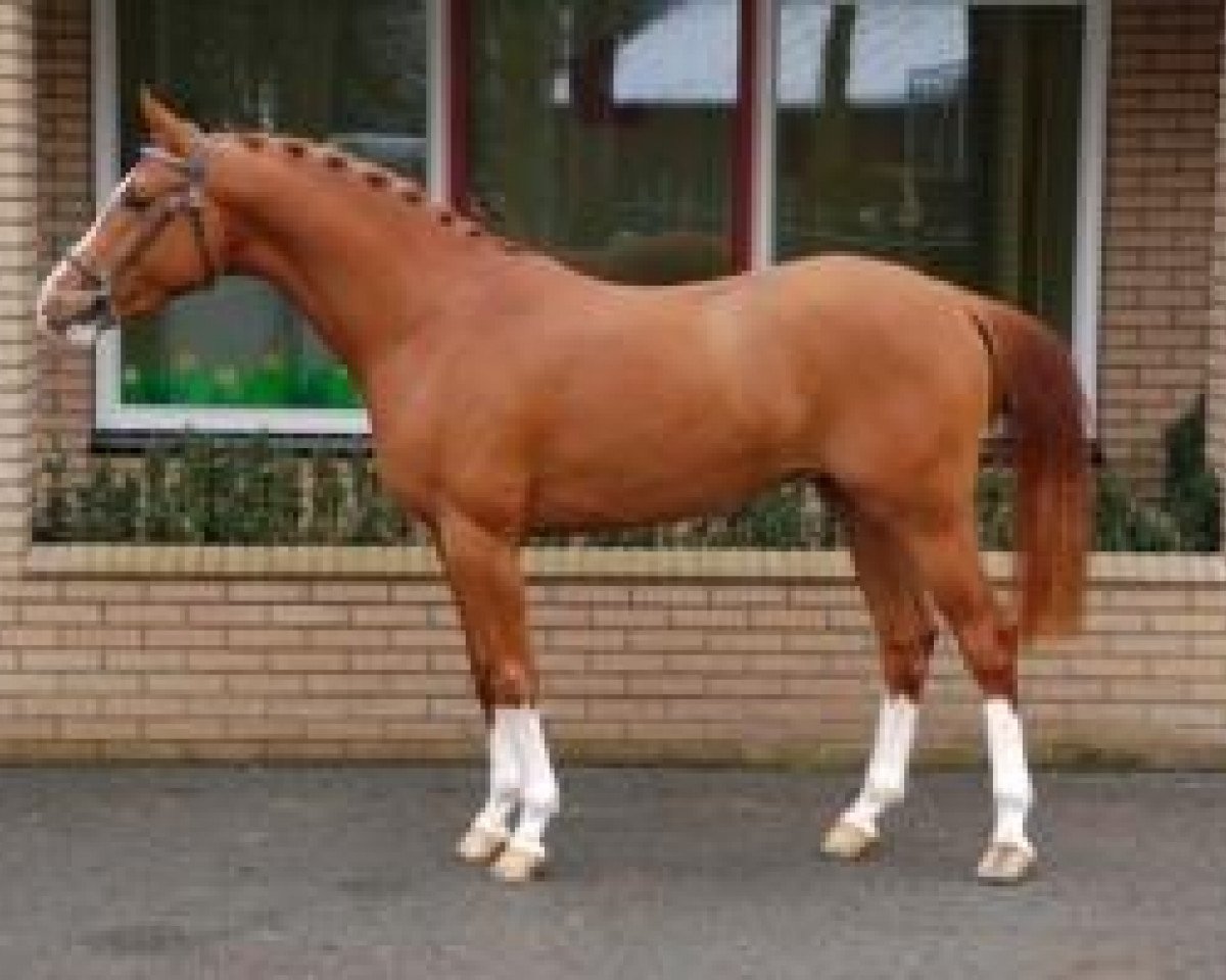 stallion Kamaro van Orchid's (Nederlands Rijpaarden en Pony, 2003, from Kanshebber)
