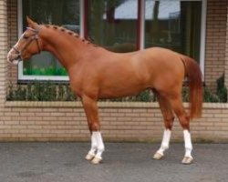 stallion Kamaro van Orchid's (Nederlands Rijpaarden en Pony, 2003, from Kanshebber)