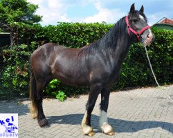 horse Alf (Tinker / Irish Cob / Gypsy Vanner, 2012)