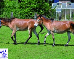 horse Daisy und Tina (Haflinger Mix, 2009)