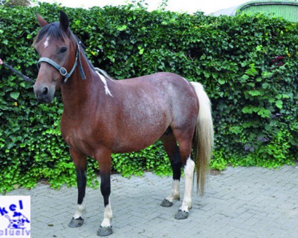 Zuchtstute Winkel_07 (Pinto/Pony, 2009)