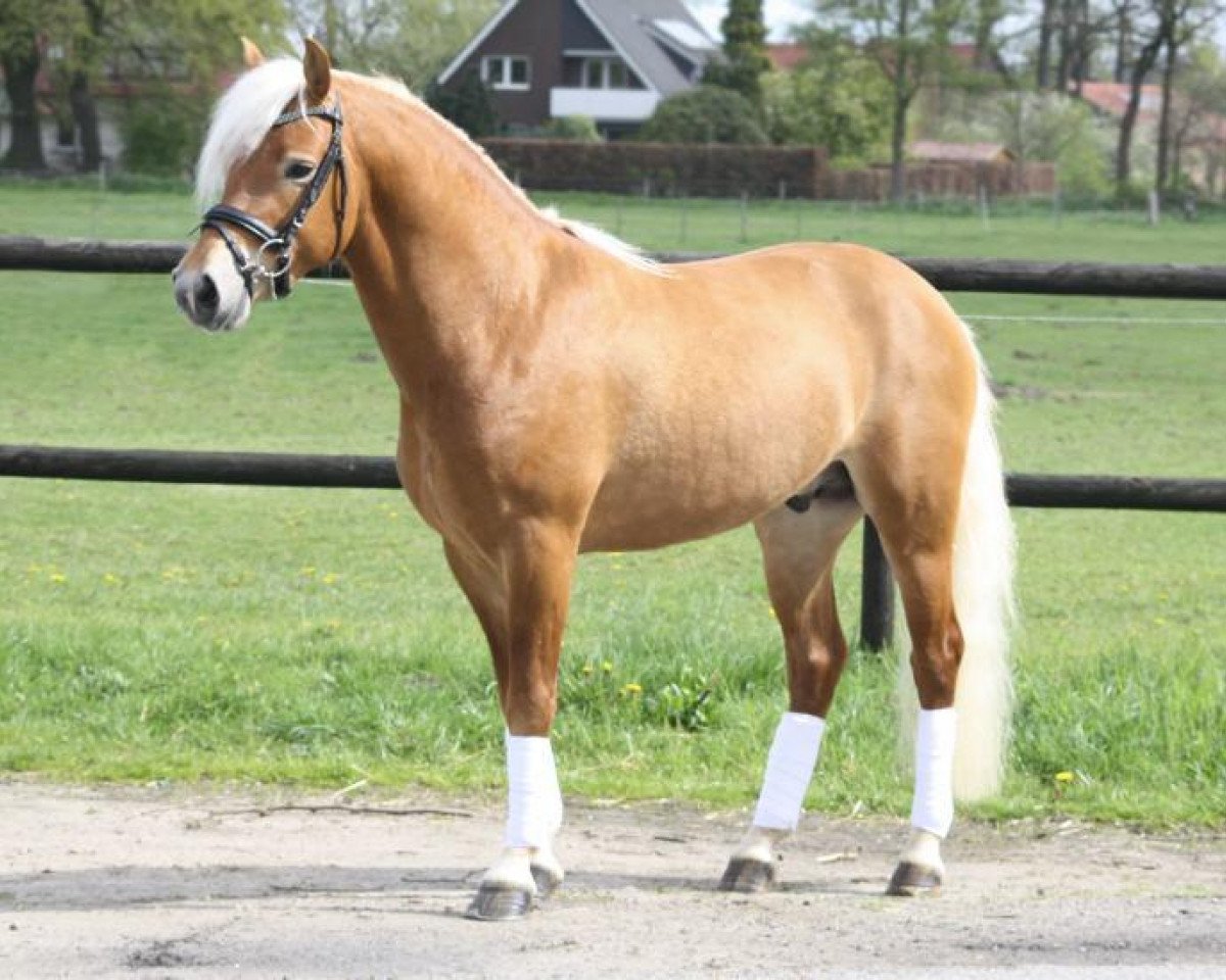 Deckhengst Nordex (12,11% ox) (Edelbluthaflinger, 2011, von DSP Nakuri (17,19% ox))