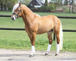 stallion Nordex (12,11% ox) (Edelbluthaflinger, 2011, from DSP Nakuri (17,19% ox))