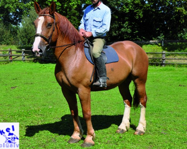 Pferd Othello (Schweres Warmblut, 2008)