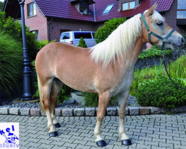 Zuchtstute Winkel_05 (Haflinger, 2005)