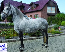 horse Csörgo (South German draft horse, 2008)