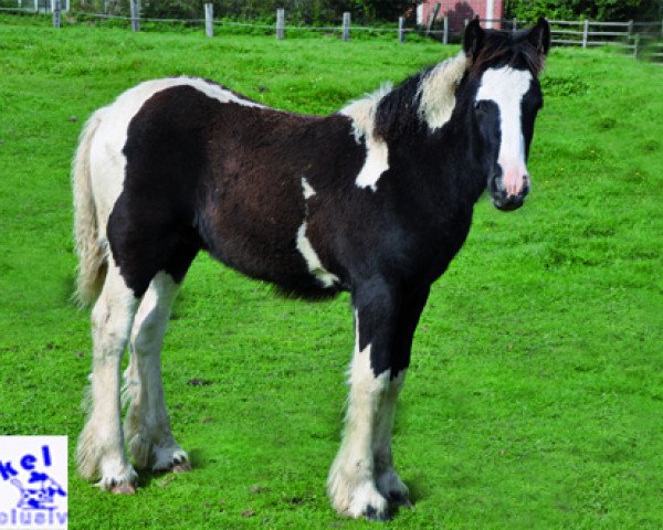 Pferd Tinker (Tinker / Irish Cob / Gypsy Vanner, 2014)