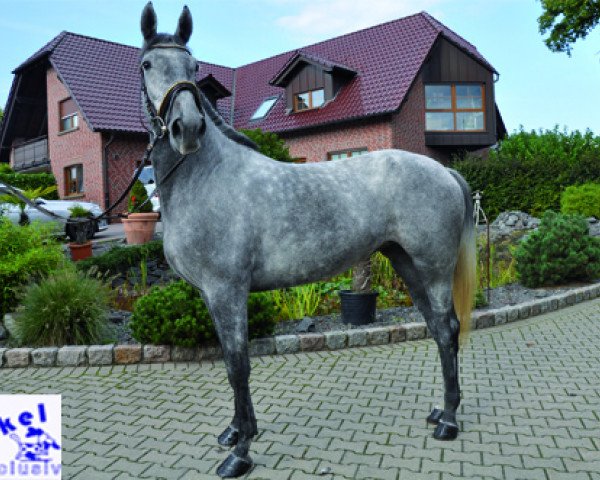 Zuchtstute Palma (Lipizzaner, 2010)