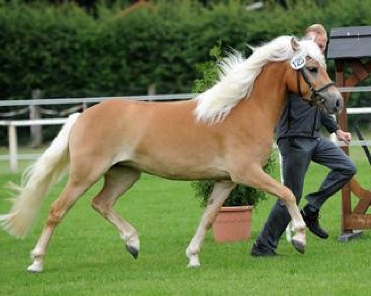 broodmare Malu (Haflinger, 2011, from Maestro)