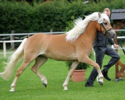 Zuchtstute Malu (Haflinger, 2011, von Maestro)