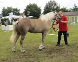 broodmare Maybe (Haflinger, 2011, from Mulan)