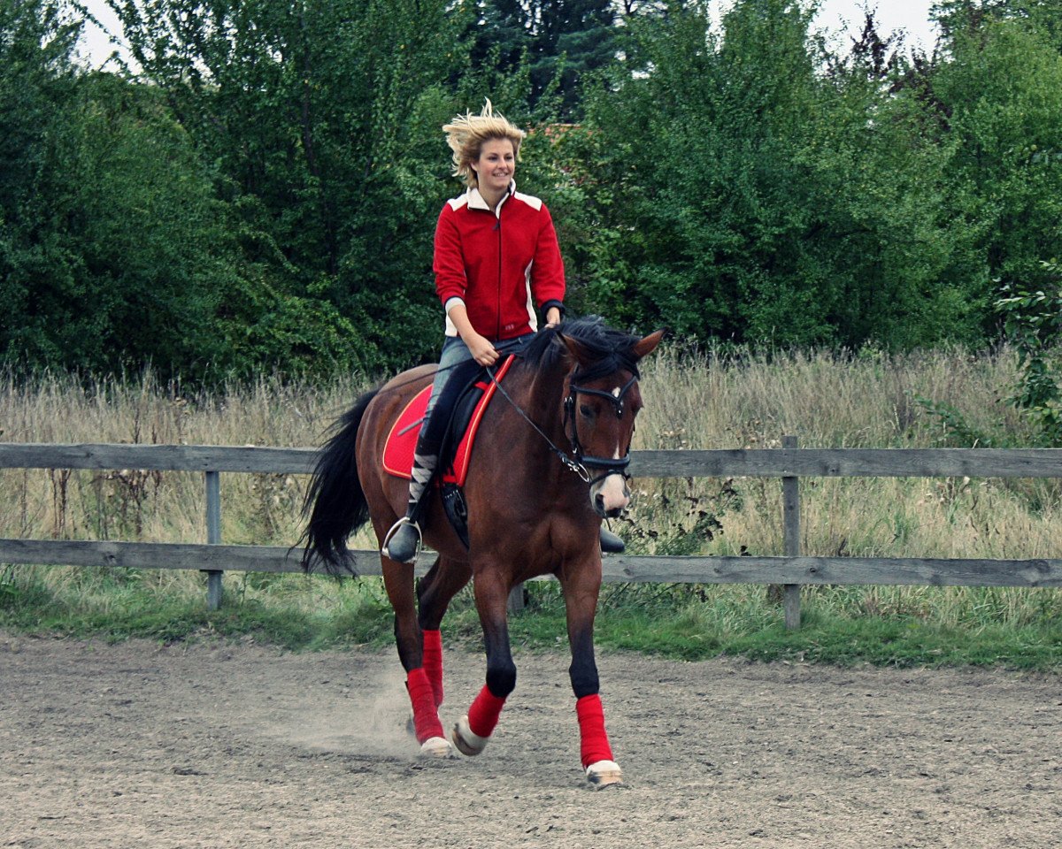horse Ramiro (Zweibrücken, 2007, from Ragtime)