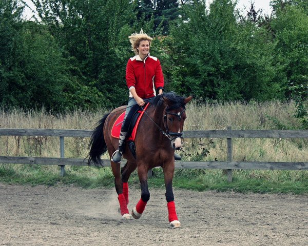 Pferd Ramiro (Zweibrücker, 2007, von Ragtime)