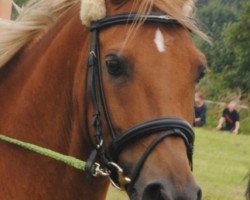 dressage horse Dream-Boy (German Riding Pony, 2002, from Dream Man II)