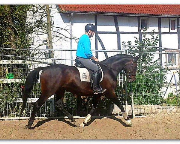 broodmare Stute von Platini M (Rhinelander,  , from Platini M)