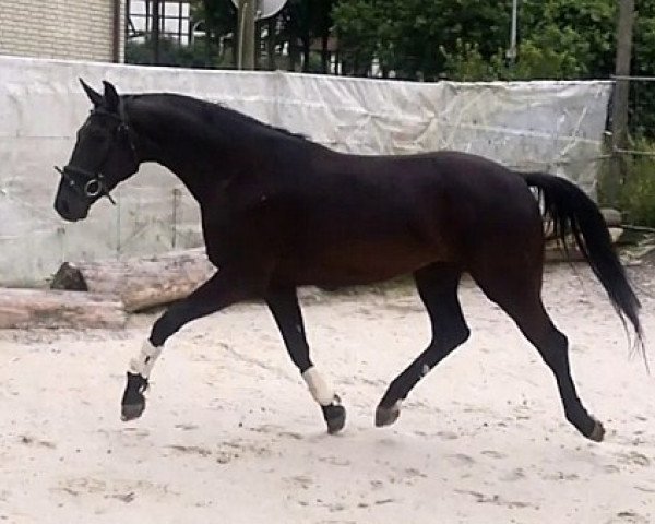 dressage horse Wallach von Don Crusador (Hanoverian, 2011, from Don Crusador)