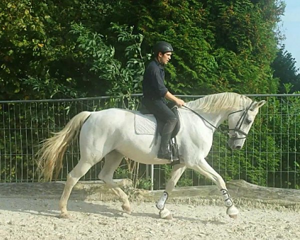 broodmare Stute von Landkönig (Hanoverian,  , from Landkönig)