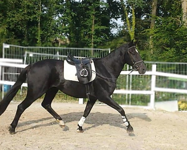 Dressurpferd Wallach von Sir Savoy (Hannoveraner, 2006, von Sir Savoy)