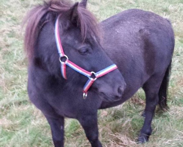 Pferd Sammy (Shetland Pony, 2007, von Saphier)