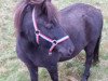 horse Sammy (Shetland Pony, 2007, from Saphier)