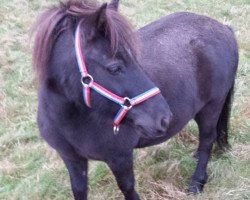 Pferd Sammy (Shetland Pony, 2007, von Saphier)