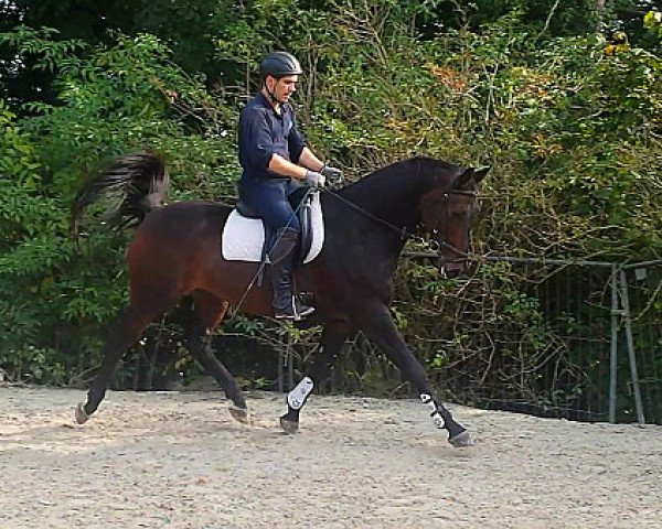 horse Le Quito (Oldenburg, 2003, from Lanciano)