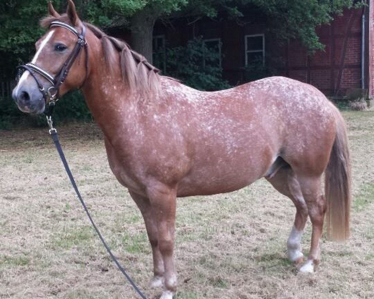 horse Kurt (German Riding Pony, 2007, from Rock Grey New York)