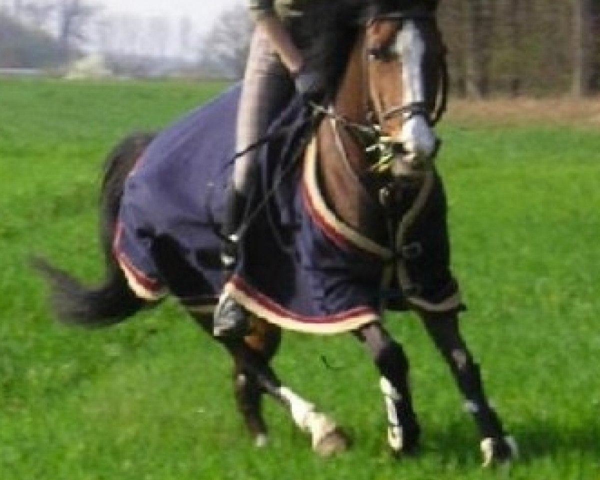 Dressurpferd Donnerknispel S (Deutsches Reitpony, 1987, von Durello)