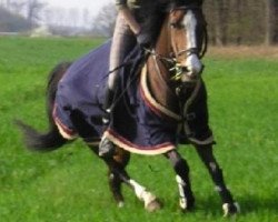 dressage horse Donnerknispel S (German Riding Pony, 1987, from Durello)