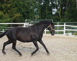 broodmare Stute von Sinatra Song (Hanoverian, 2007, from Sinatra Song)