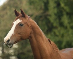 broodmare Belle surprise II (Trakehner, 1996, from Verdenas)