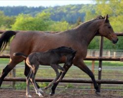 broodmare Odessa XII (Trakehner, 2001, from Friedensfürst)