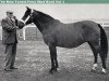 Zuchtstute Setley Poppet (New-Forest-Pony, 1953, von Forest Horse)