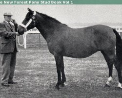 Zuchtstute Setley Poppet (New-Forest-Pony, 1953, von Forest Horse)