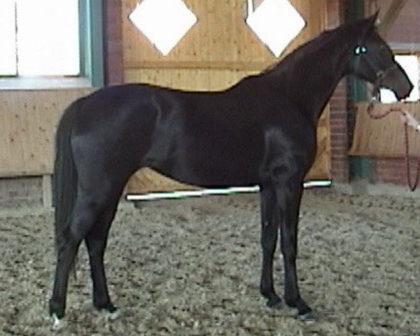 broodmare Spectacular (Oldenburg, 2005, from Sir Donnerhall I)
