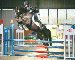 dressage horse Casadenija M (Westphalian, 2009, from Cadeau des Dieux)