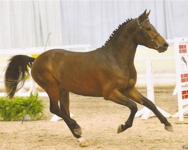stallion Eikenhorst's Manfred (New Forest Pony, 2009, from Luckington Sportaide)