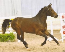 Deckhengst Eikenhorst's Manfred (New-Forest-Pony, 2009, von Luckington Sportaide)