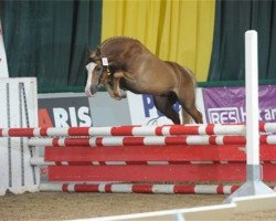 horse Novahoeve's Cito (New Forest Pony, 2005, from Paddington's O'Malley)